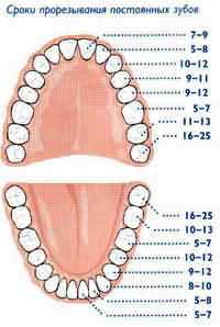 сроки прорезывания постоянных зубов у детей