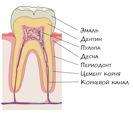 Картинки по запросу строение зуба